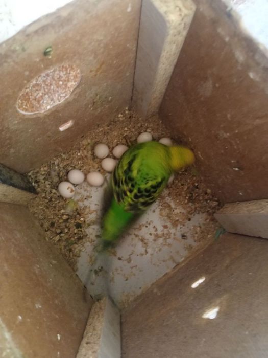 toʻti bolari onasi tuxum qoʻyadi par