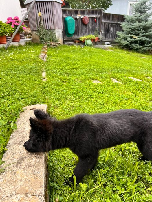 Cățeluș spre adopție