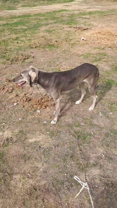 Тазы ургашы сатыладыы