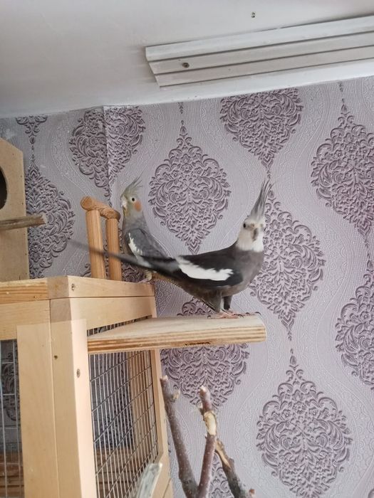 Продам папугая,срочно!!!