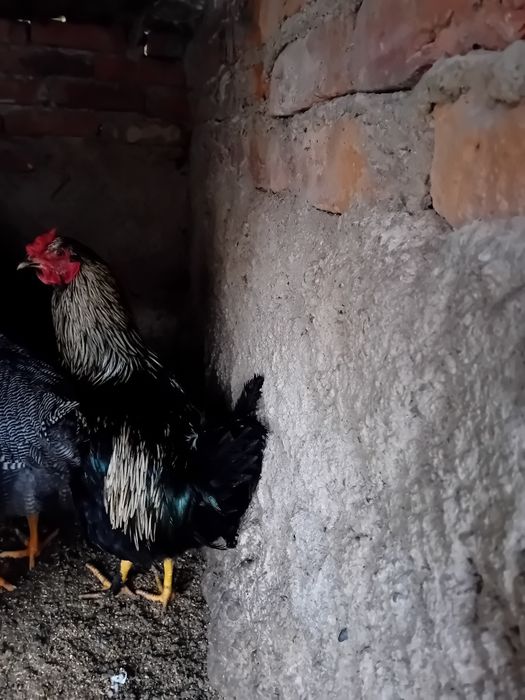 Vând 4 cocoși în vârstă de 5 luni crescuți cu uruială .