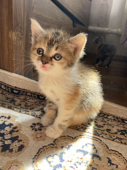 Котята в хорошие руки