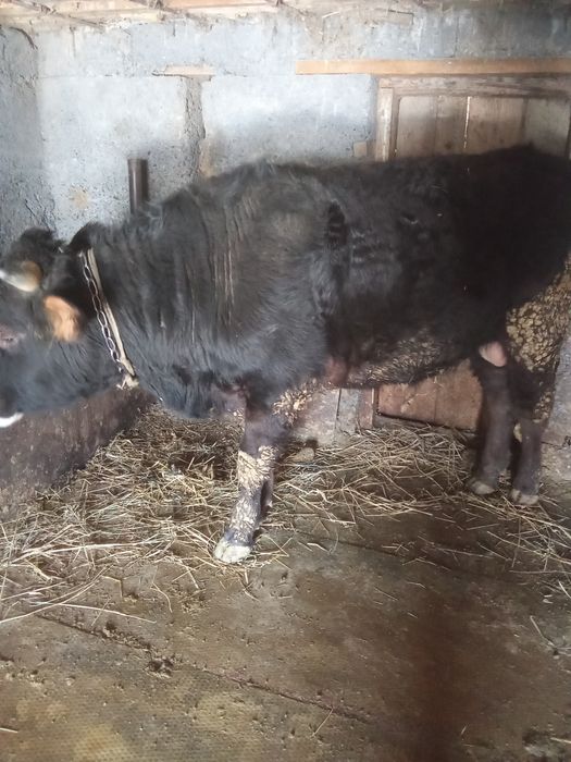 3 жасар бука сатылады