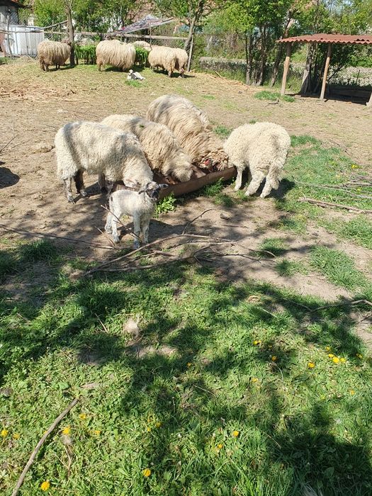 Berbecuți de vânzare