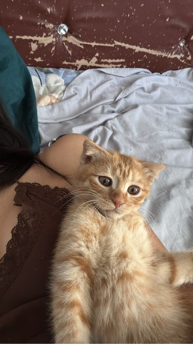 Отдам в хорошие руки кота