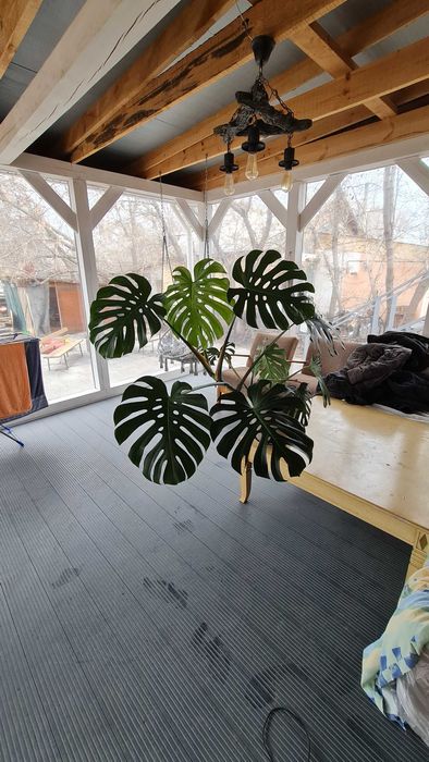 Цветок комнатный Монстера