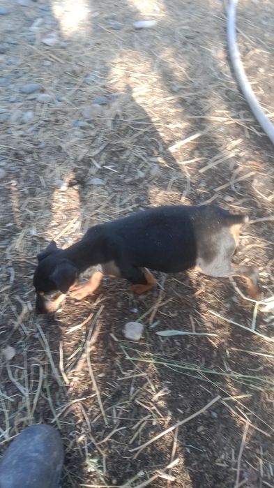 Щенок ягтерер 5 месяцев сука