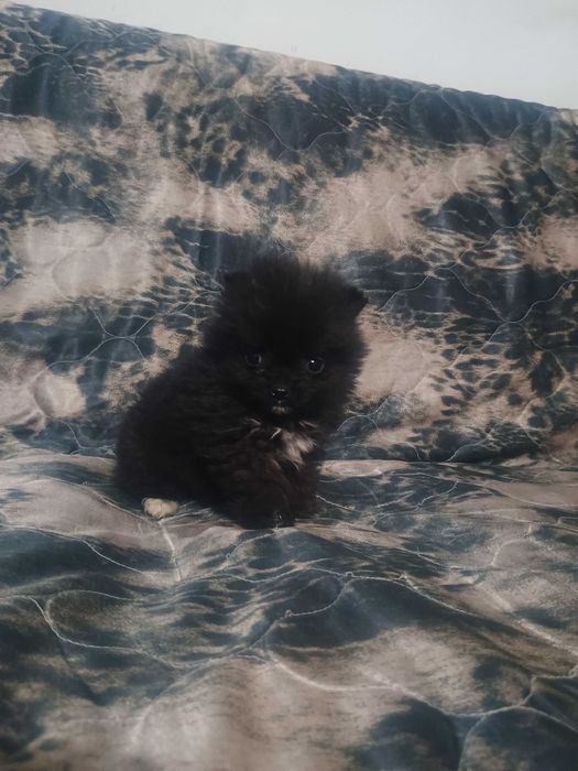 Свободно момче померан