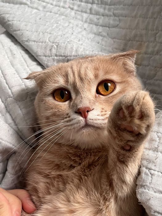 Отдам в добрые руки кошку