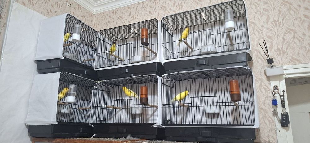 Канарейки сотилади (тайёр)