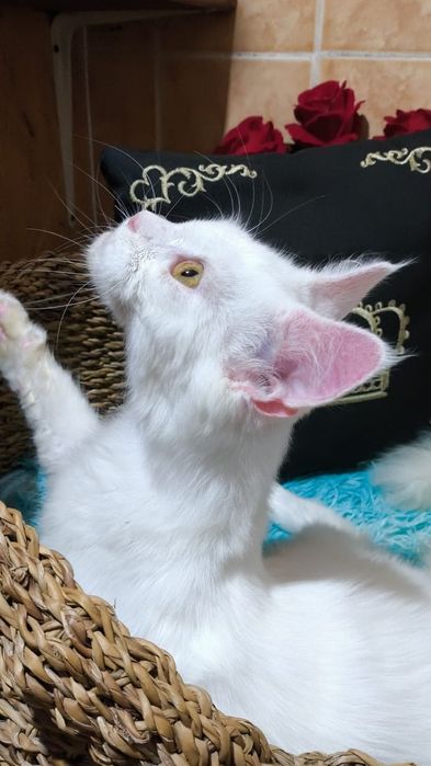 Белый Мейн кун КОТЯТА
