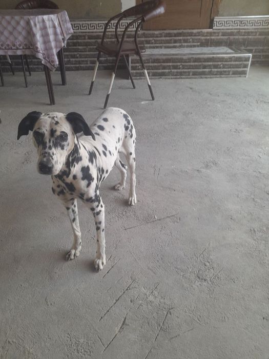 Тоза зотли Итлар бор Хар хил