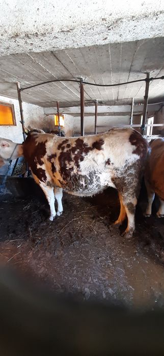 Vand vaca si juninca