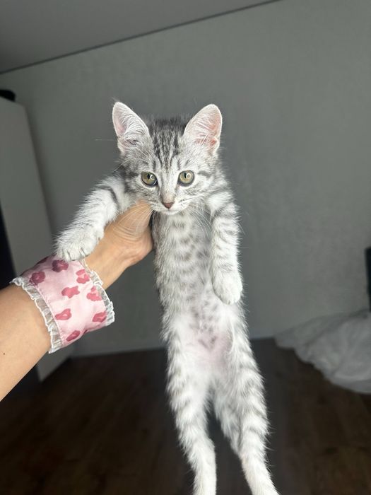 Котенок в добрые руки
