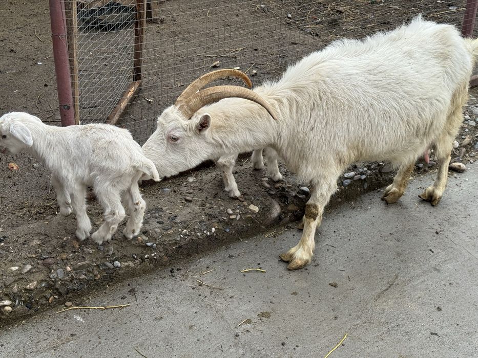 орыс ешкі сүтті  2лақ