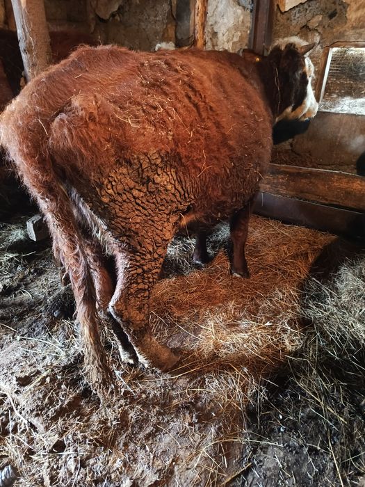 Продам две стельные коровы