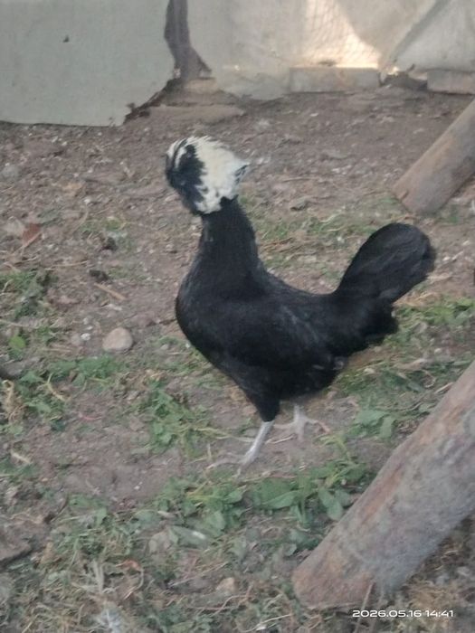 Продаются цыплята