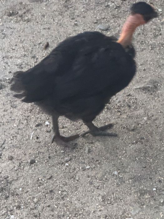 Pui de găină pitică și normala