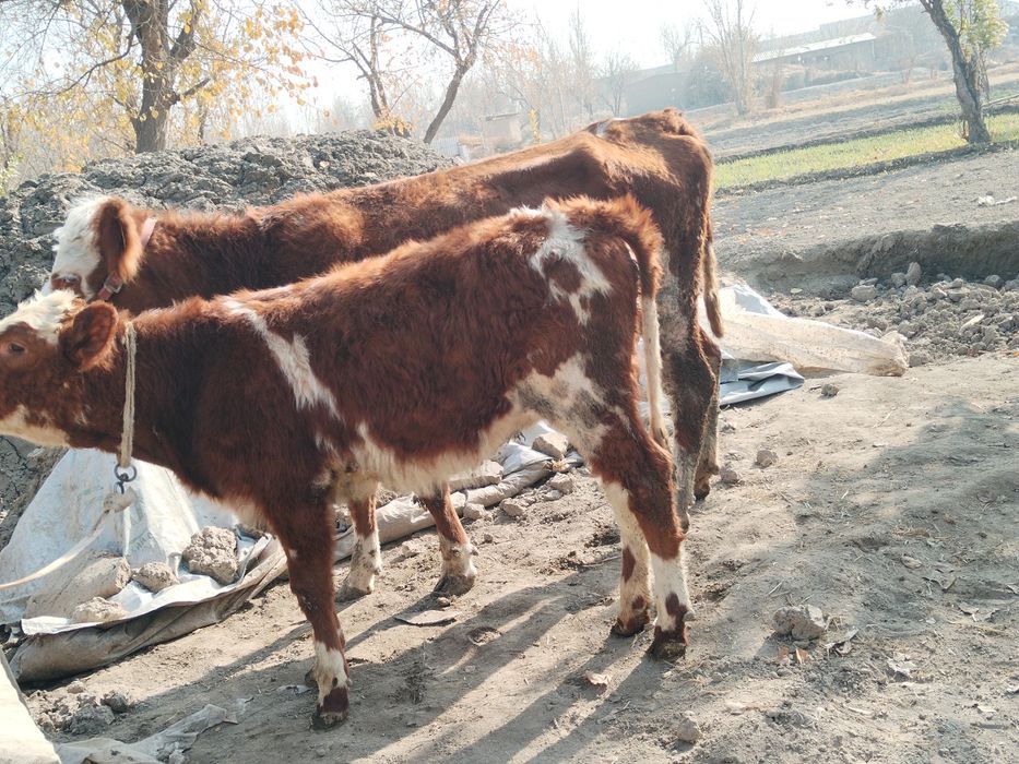 Ona bola grenford sigir