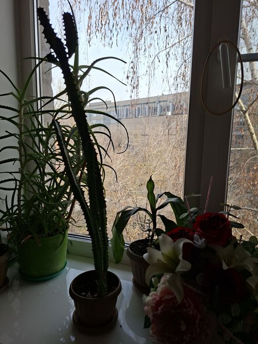 Продам комнатные цветы