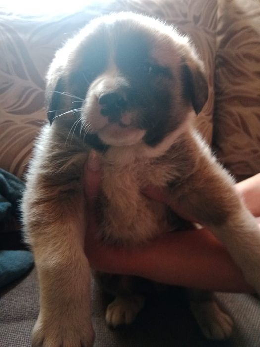 Щенки САО помесь