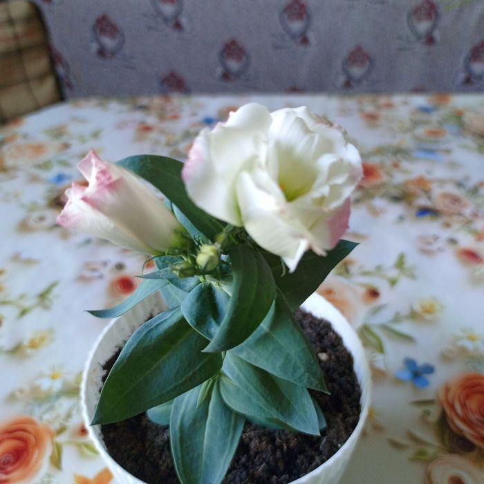 Комнатные цветы .