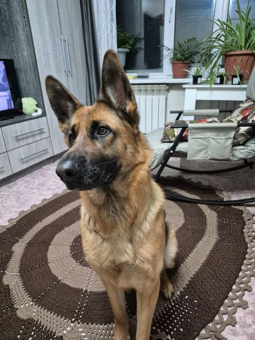 Связка немецкой овчарки