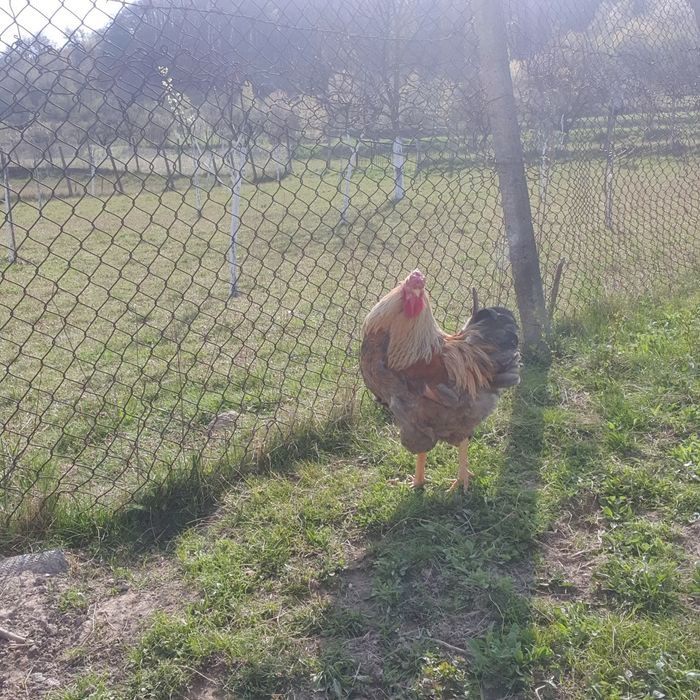 Cocoși de vânzare!