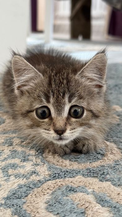 Продам породистого котенка