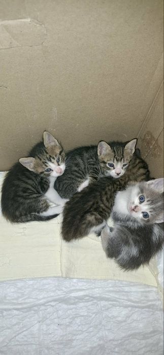 Подарявам котенца