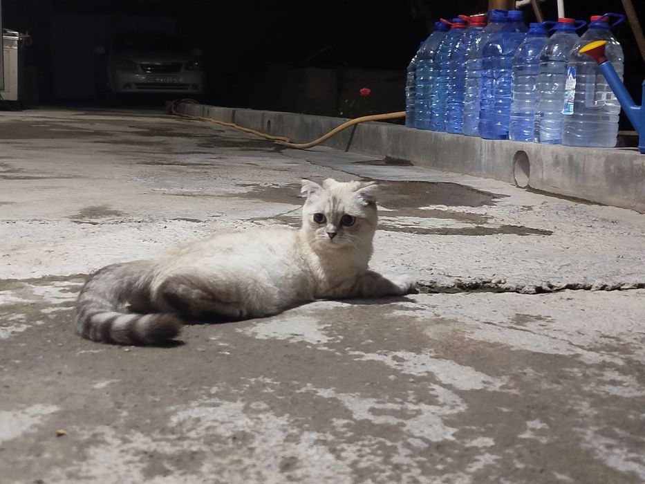 Scottish Fold Sotiladi
