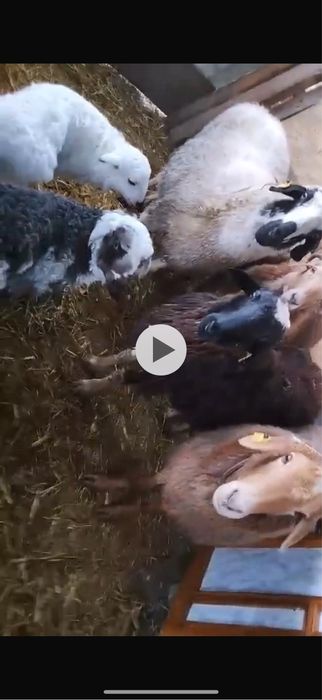 Продам овец . Самка барана