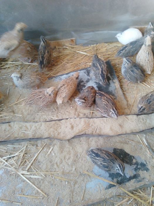 De vânzare prepelițe