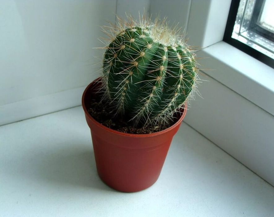 Продам домашние цветы