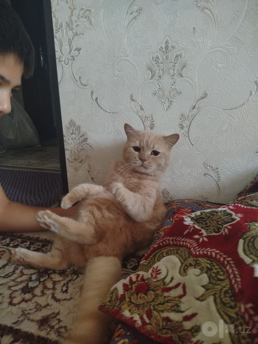 Отдам в хорошие руки Кота Лиловый Британец