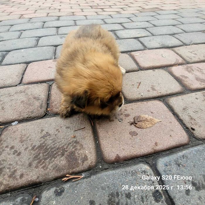 Щенки помесь шпица и спаниели