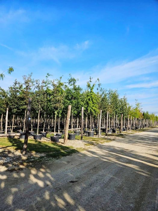 Transformă-ți Curtea cu Plante Decorative de Calitate Extra