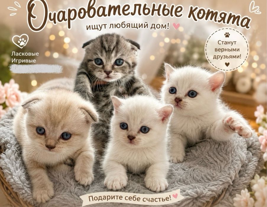 Породистые котята