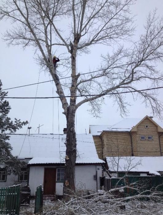 Спил деревьев обрезка плодовых деревьев