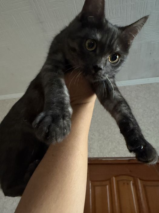 Отдам котенка подростка