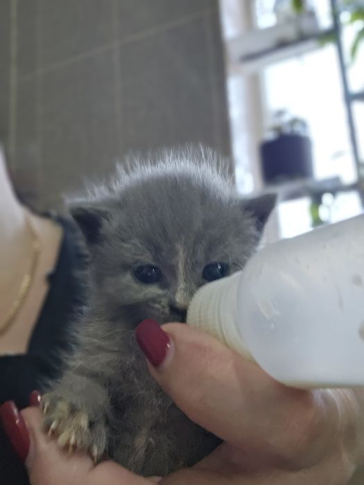 Отдам в добрые руки. Котят.