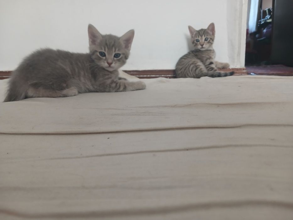 Кошка шотландский скотиш фолд ихнин мама 3 котят Малчики 1 месяц