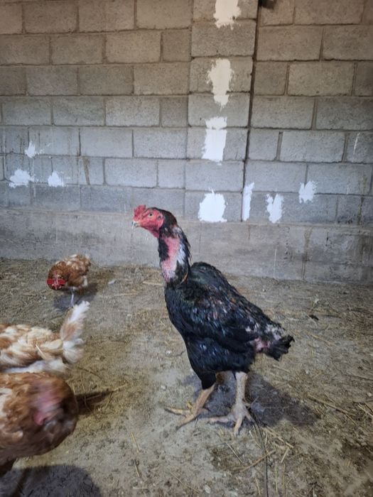 Дакан сатамын бір жарым жылдық