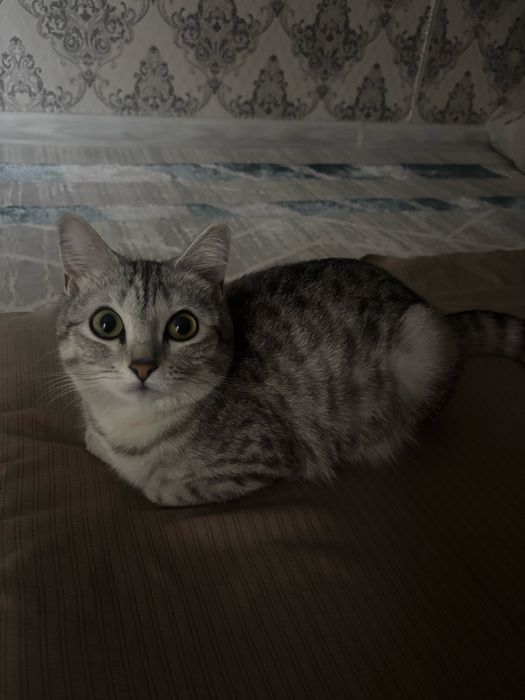 Британская короткошёрстная кошка