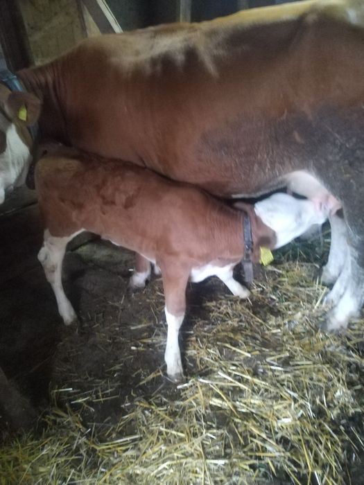 Vitea baltata romaneasca fără coarne