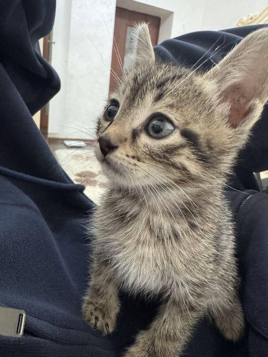 Котенок в добрые руки