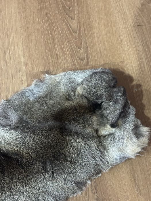 Trofeu Blana caprioara