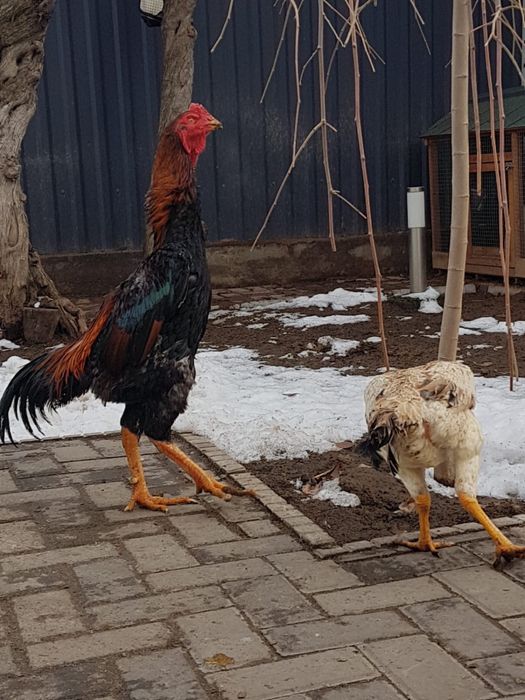 Петух бойцовый дакан
