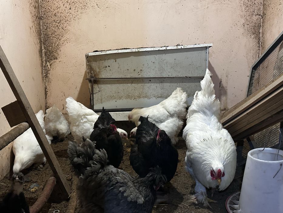 Чисто белых брам