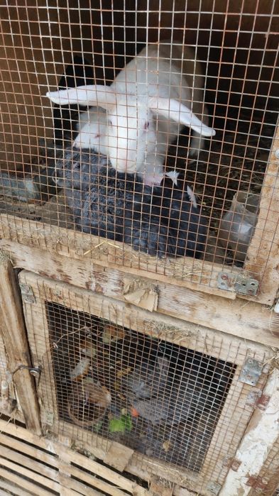 Продам кроликов!!!